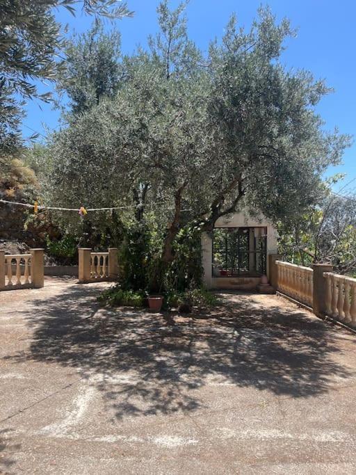 Farmhouse Surrounded By Centenary Olive Trees Olias Luaran gambar